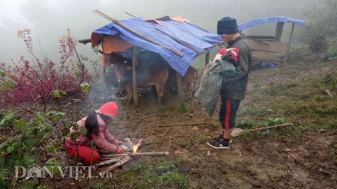 Chùm ảnh: Người dân Tây Bắc nhường áo rét mặc cho gia súc giữ ấm